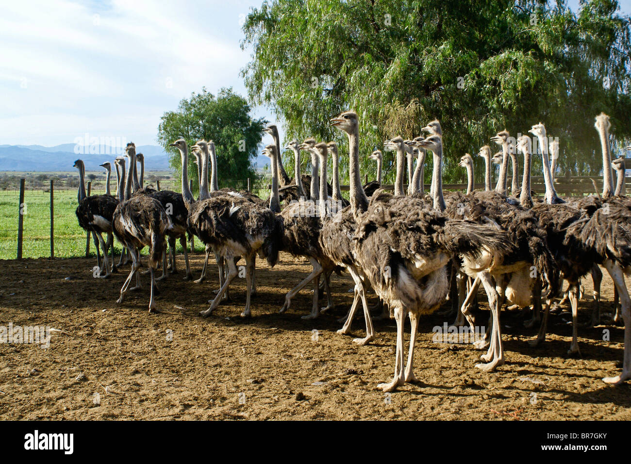 Les autruches à Highgate Ostrich Farm Show, Oudtshoorn, Afrique du Sud Banque D'Images
