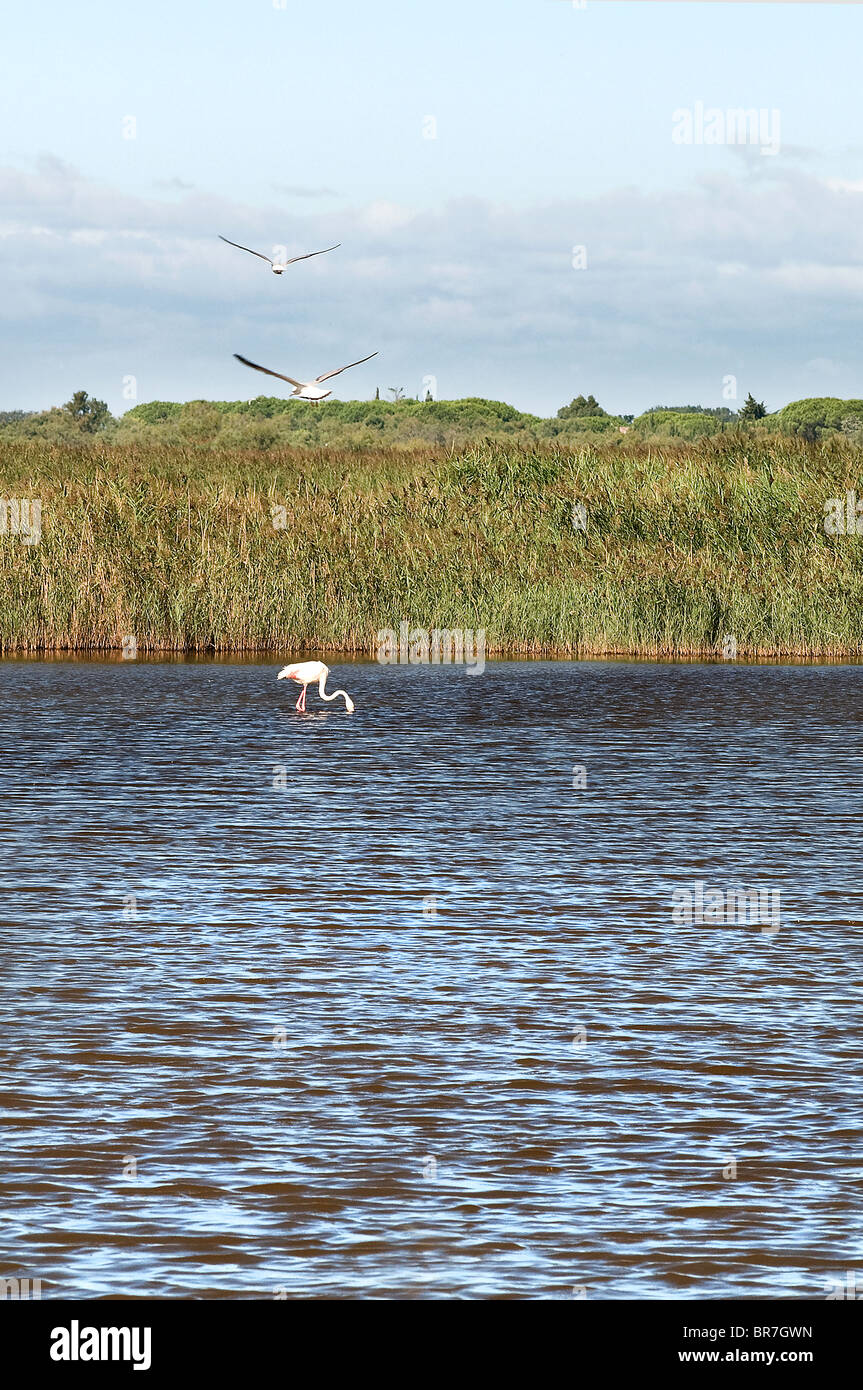 Flamant rose (Phoenicopterus roseus) avec deux mouettes en Camargue. Banque D'Images