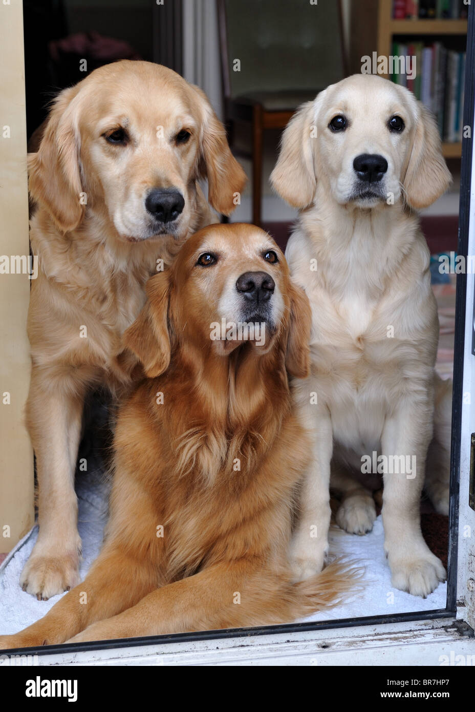 Trois golden retrievers réunis dans une porte. Banque D'Images