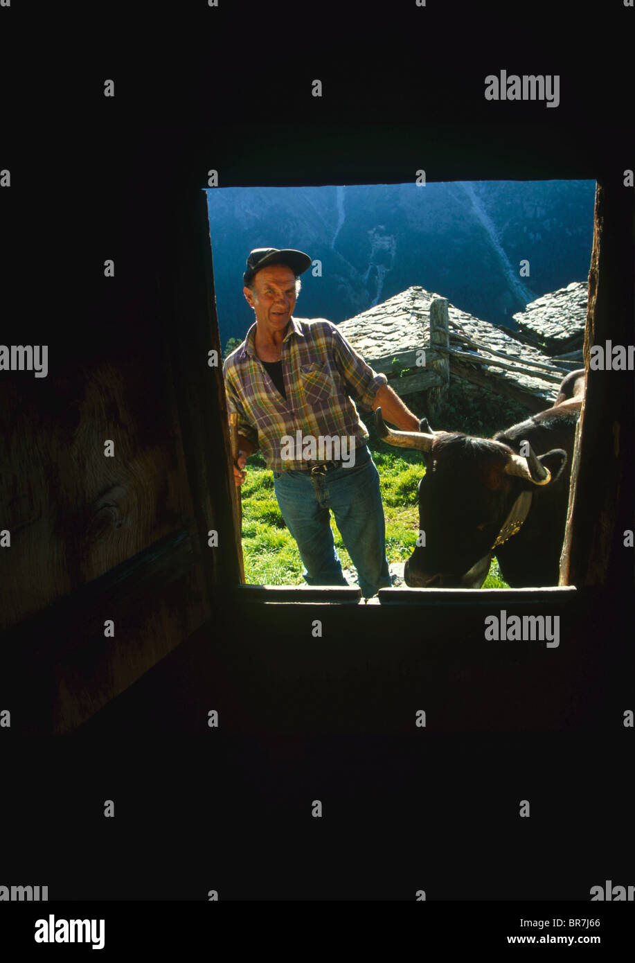 Leon Viguier et de sa vache dans les pâturages de montagne Val d'Herens Wallis Suisse Banque D'Images