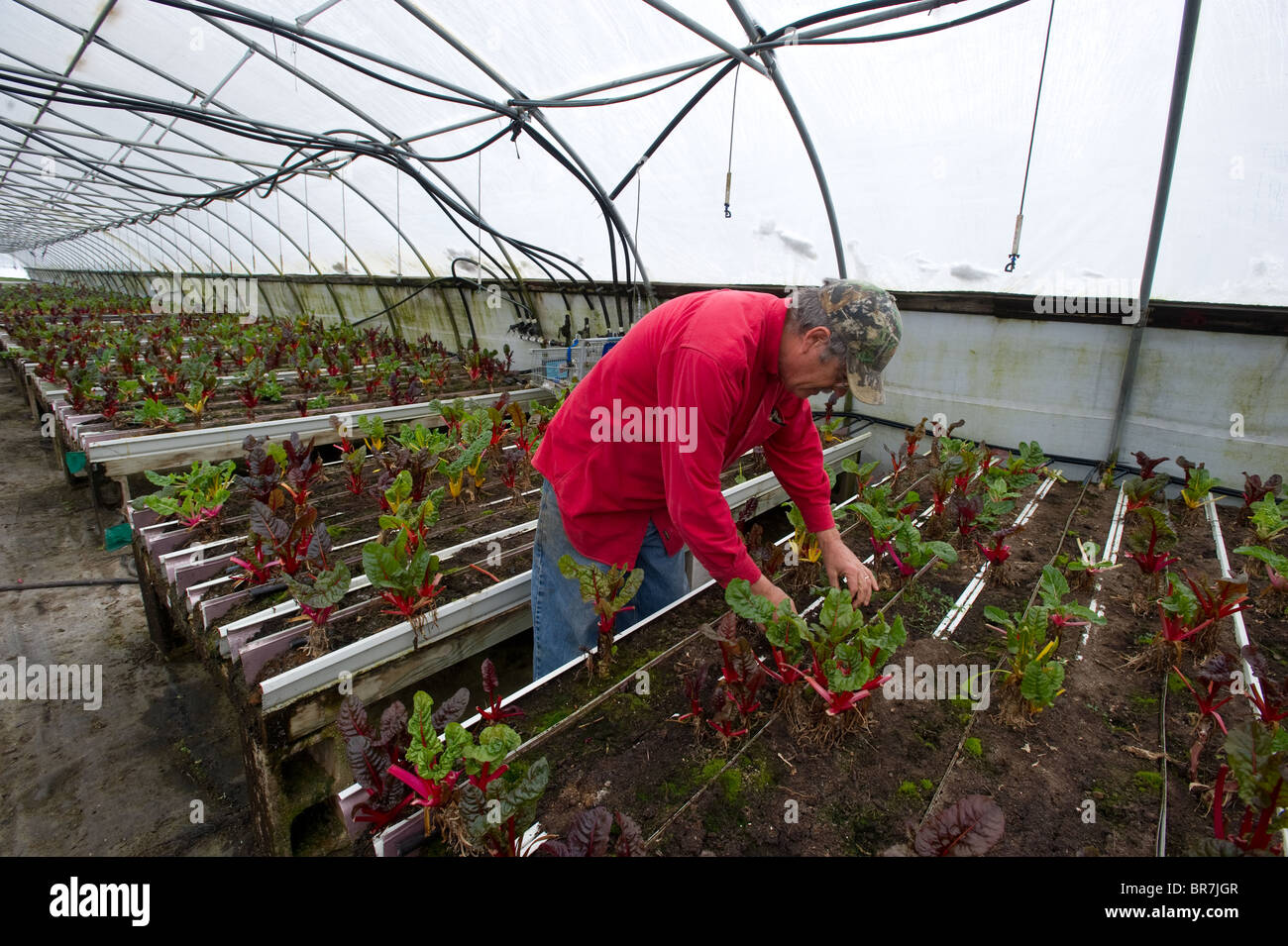 Planter des légumes sur la crête dont II ferme, Trappe, MD Banque D'Images