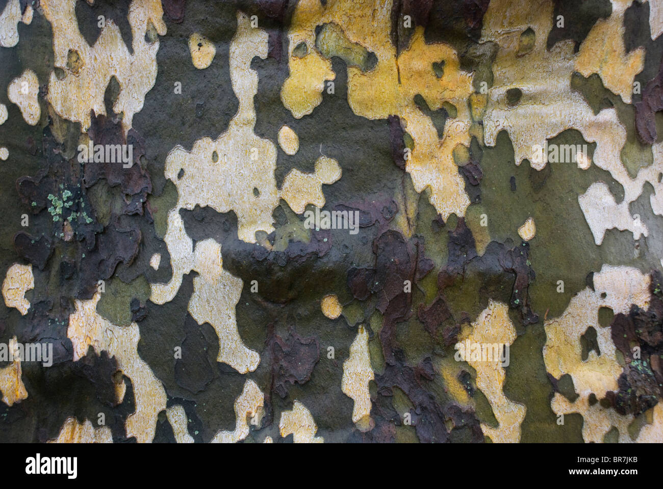 Close-up vertical d'écorce sur le tronc de l'avion à destination de Londres (Platanus x acerifolia Willd) [Aiton] Banque D'Images