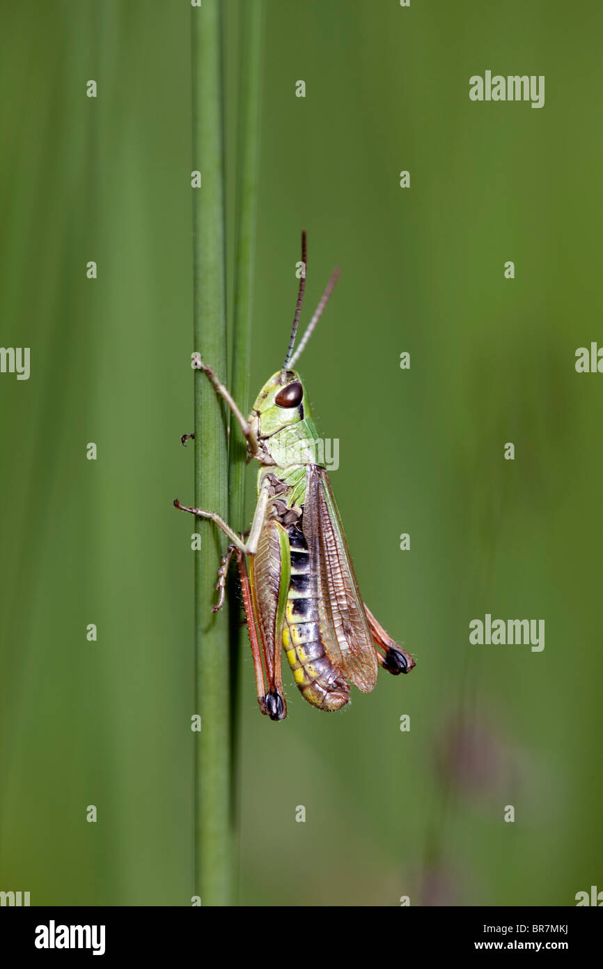 Meadow Grasshopper ; Chorthippus parallelus ; Banque D'Images