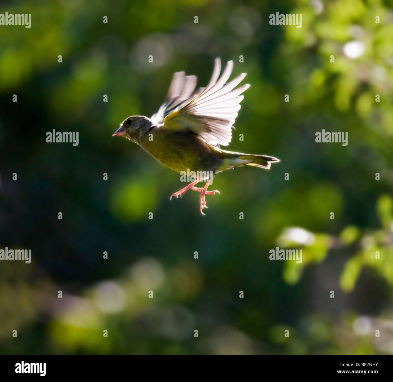 Verdier rétroéclairé en vol, Warwickshire Banque D'Images