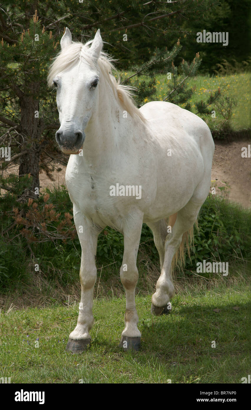 Cheval blanc Banque D'Images