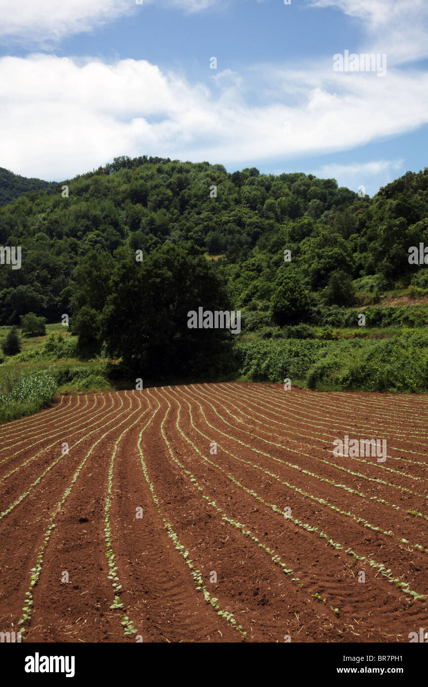 Les cultures dans la Zone Volcanique National Park près de Olot dans La Haute Garrotxa Comarca Girona Province Catalogne Espagne Banque D'Images