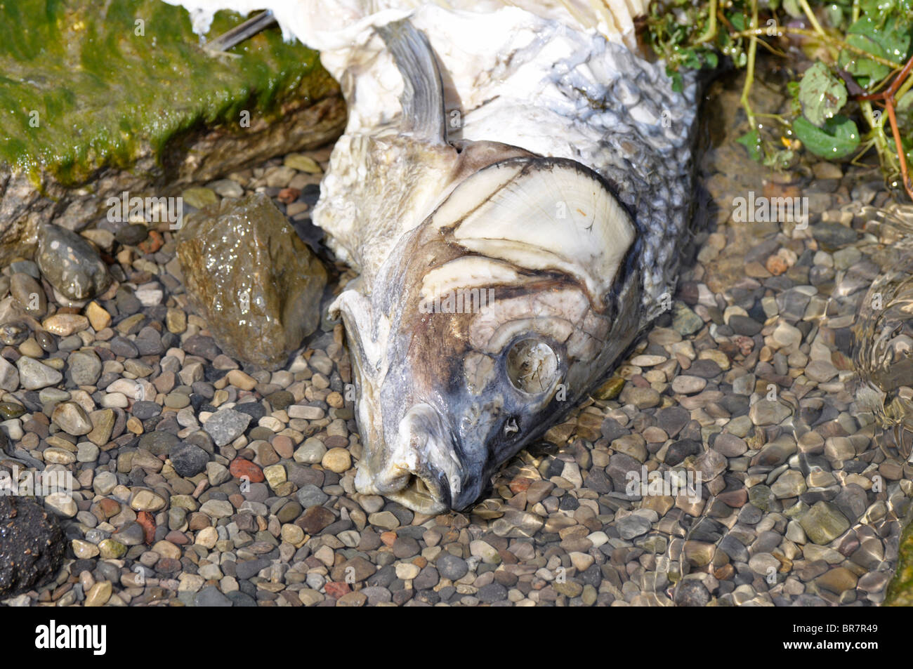La carcasse du poisson sur la rive du lac Banque D'Images
