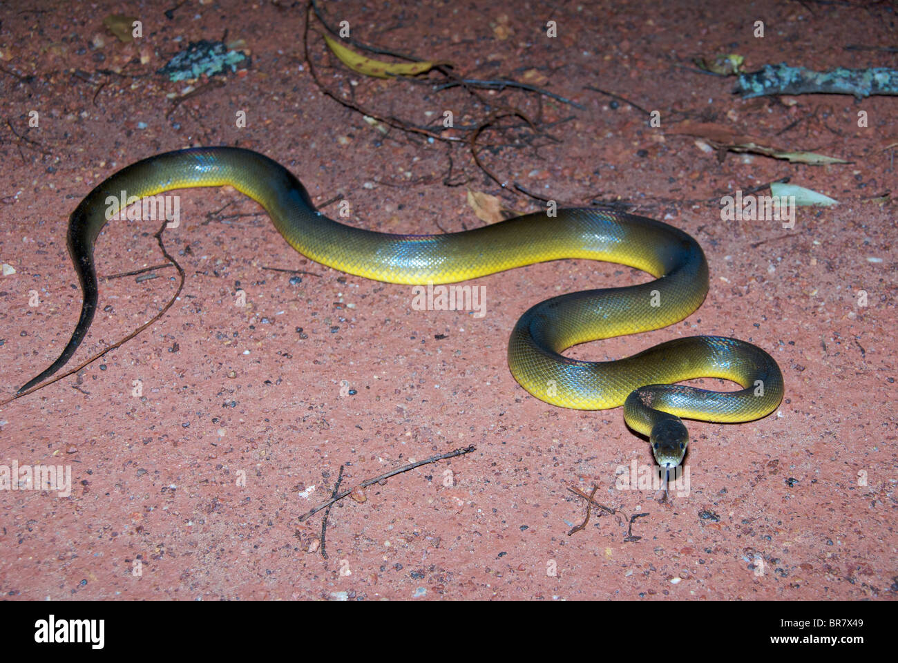 L'eau un python (Liasis fuscus) à la réserve de Fogg Dam, Territoire du Nord, Australie. Banque D'Images