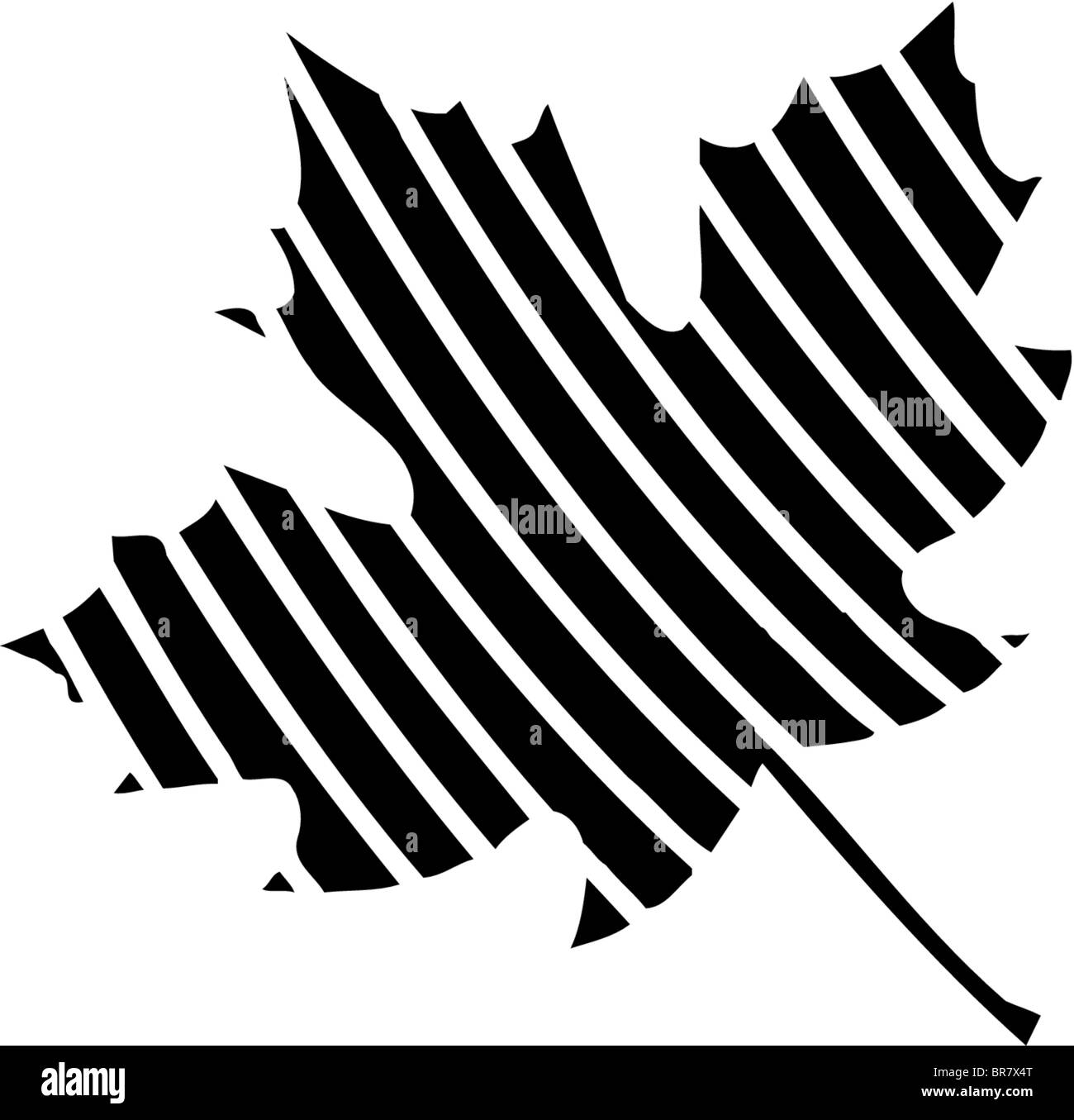 Feuille d'érable avec des rayures, noir et blanc Banque D'Images