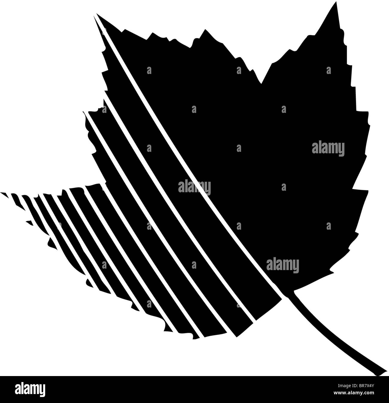 Feuille d'érable avec des rayures sur le côté gauche, noir et blanc Banque D'Images