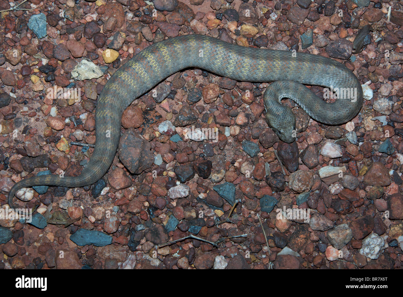 Du Nord UN Death Adder (Acanthophis praelongus) dans une position défensive sur une route de gravier dans le Territoire du Nord, Australie. Banque D'Images
