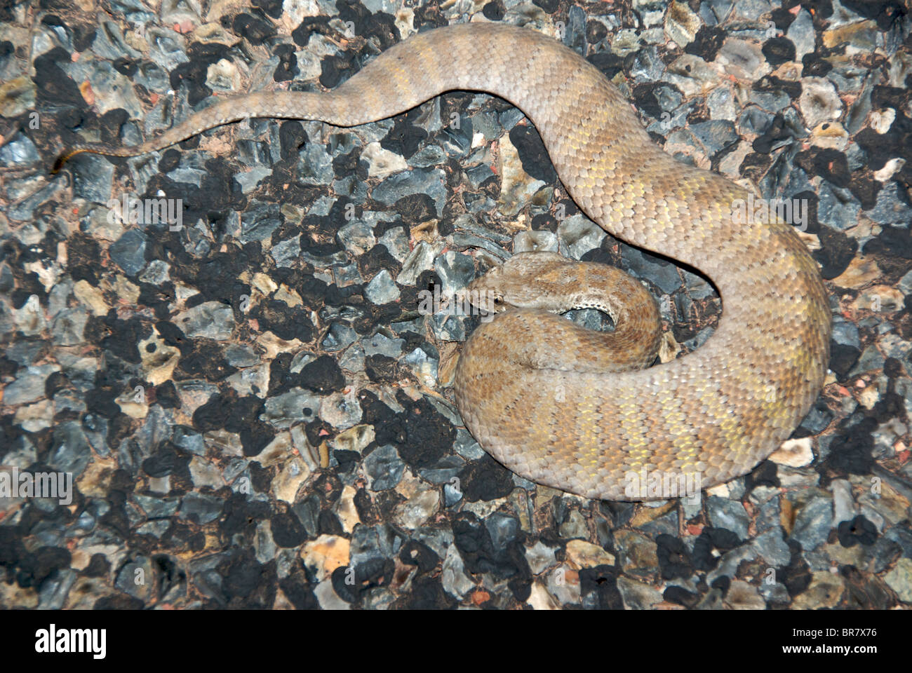 Du Nord UN Death Adder (Acanthophis praelongus) dans une position défensive sur une route de gravier dans le Territoire du Nord, Australie. Banque D'Images