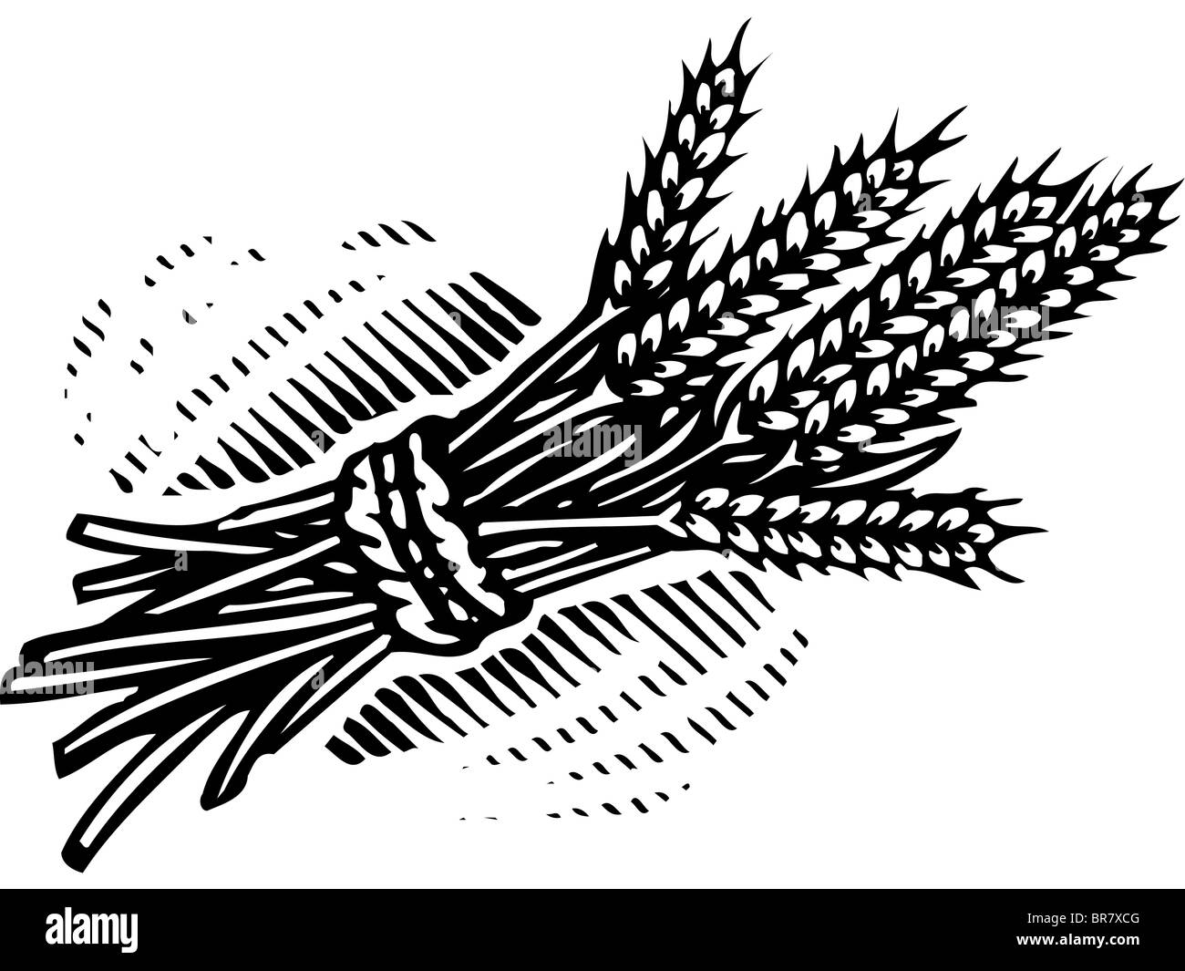 Une illustration d'un paquet de blé illustrés en noir et blanc Banque D'Images