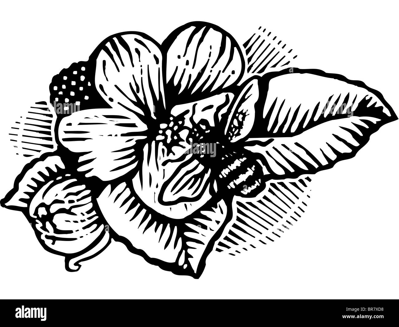 Abeille sur fleur, noir et blanc Banque D'Images
