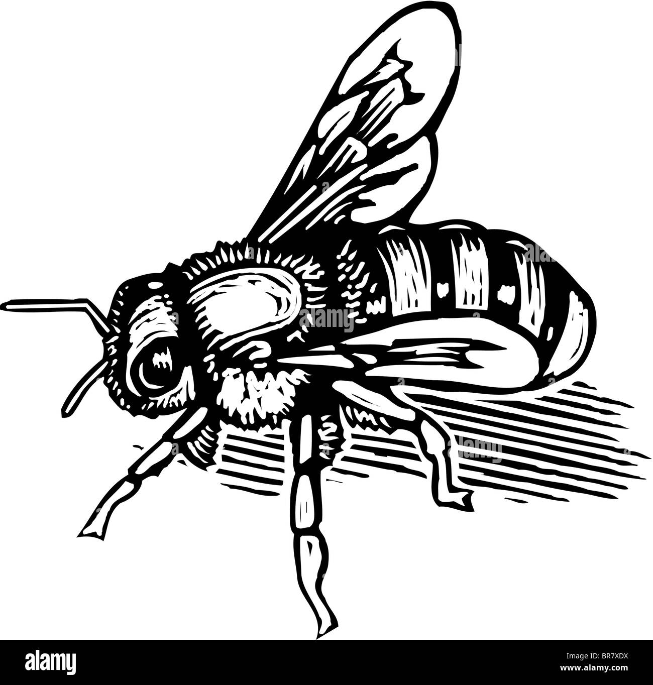 Bandes dessinées d'une abeille illustrés en noir et blanc Banque D'Images