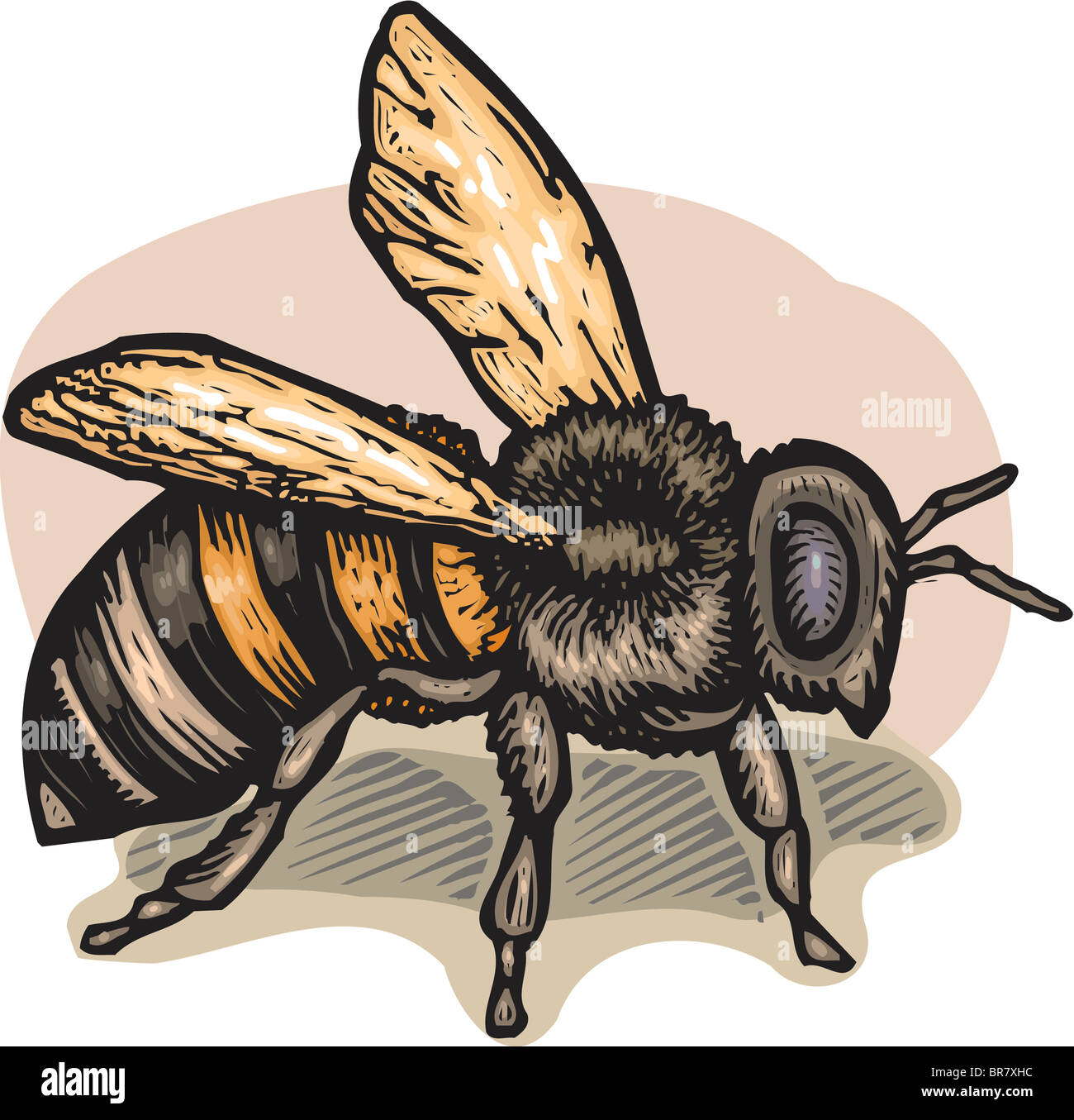 Illustration d'une abeille Banque D'Images