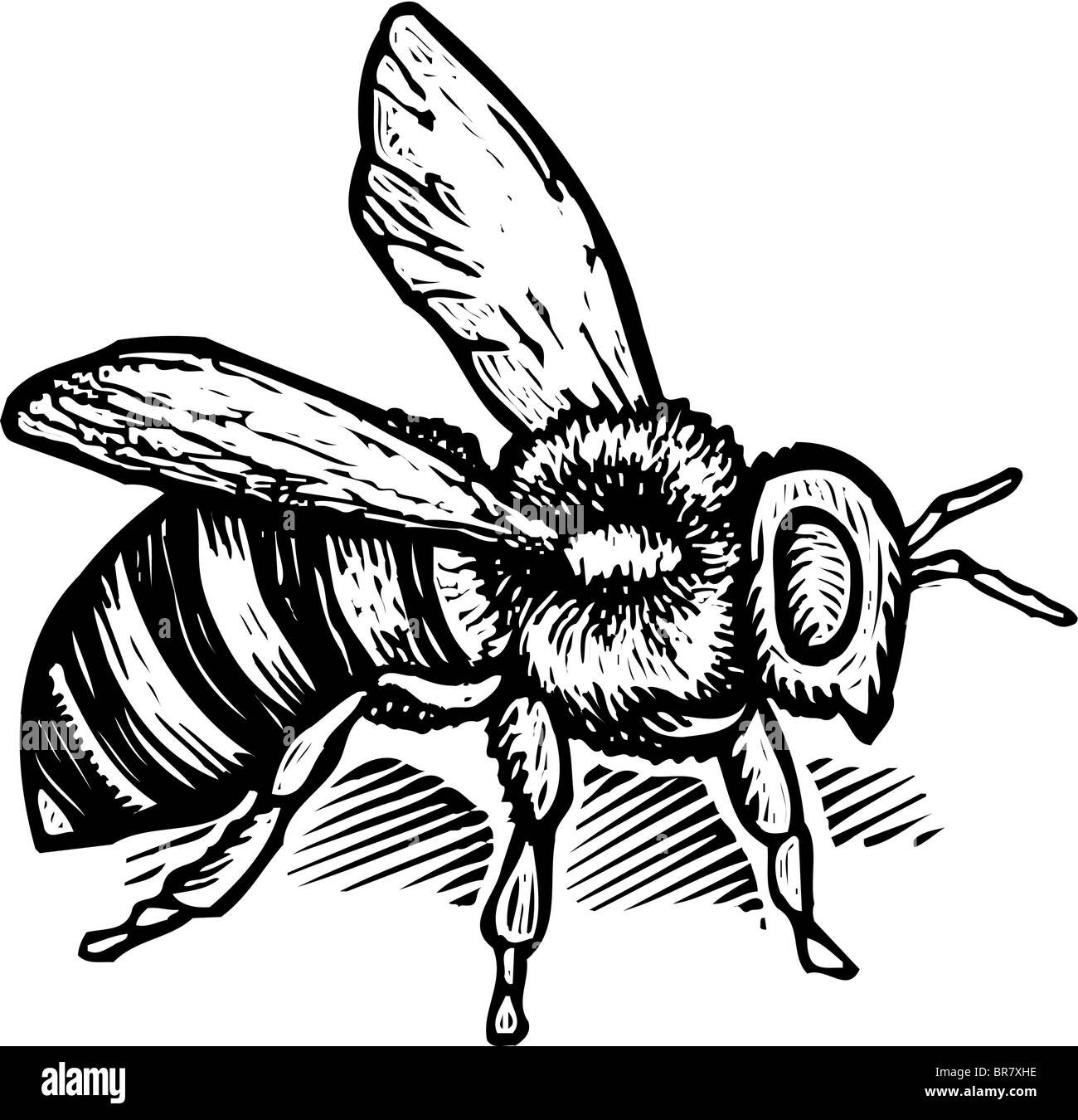 Illustration d'une abeille Banque D'Images