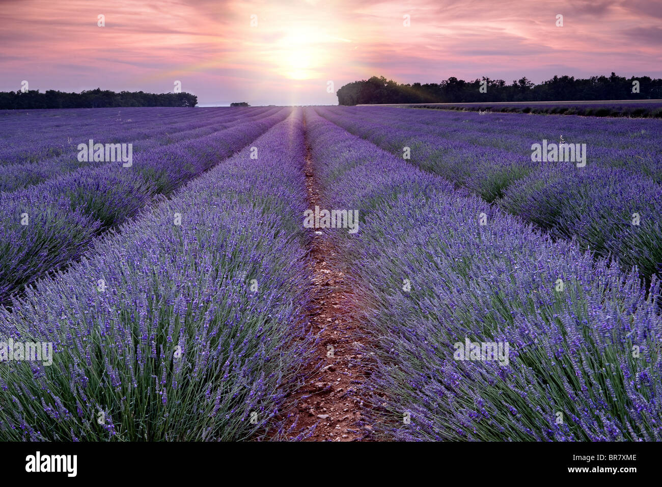 Coucher de soleil sur l'été un champ de lavande en Provence, France Banque D'Images