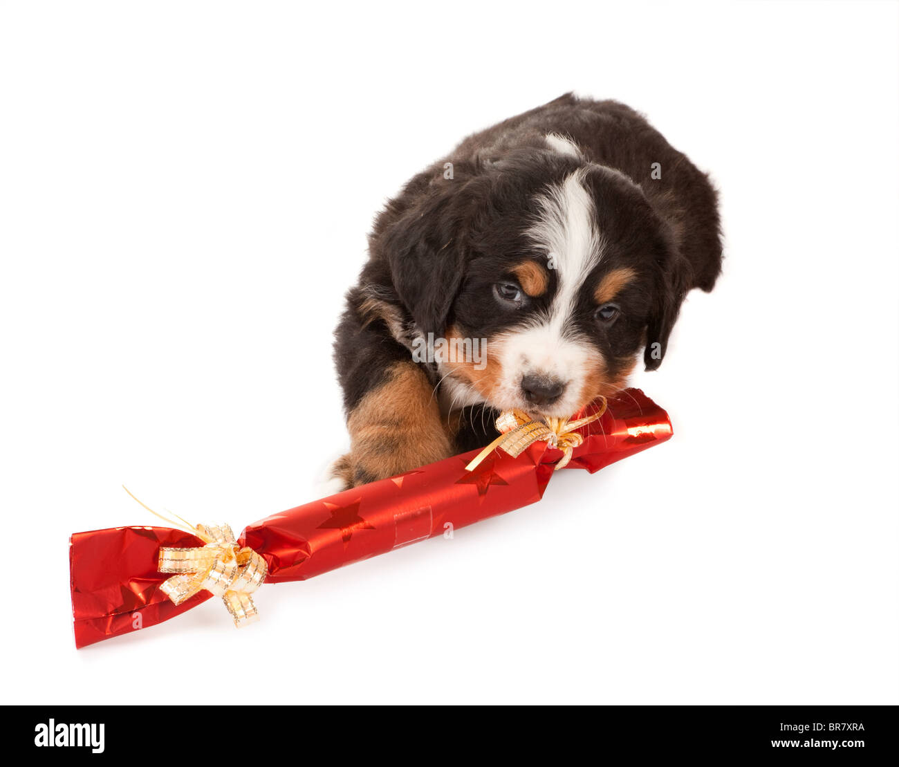 Chiot jouer avec un cadeau de Noël Banque D'Images