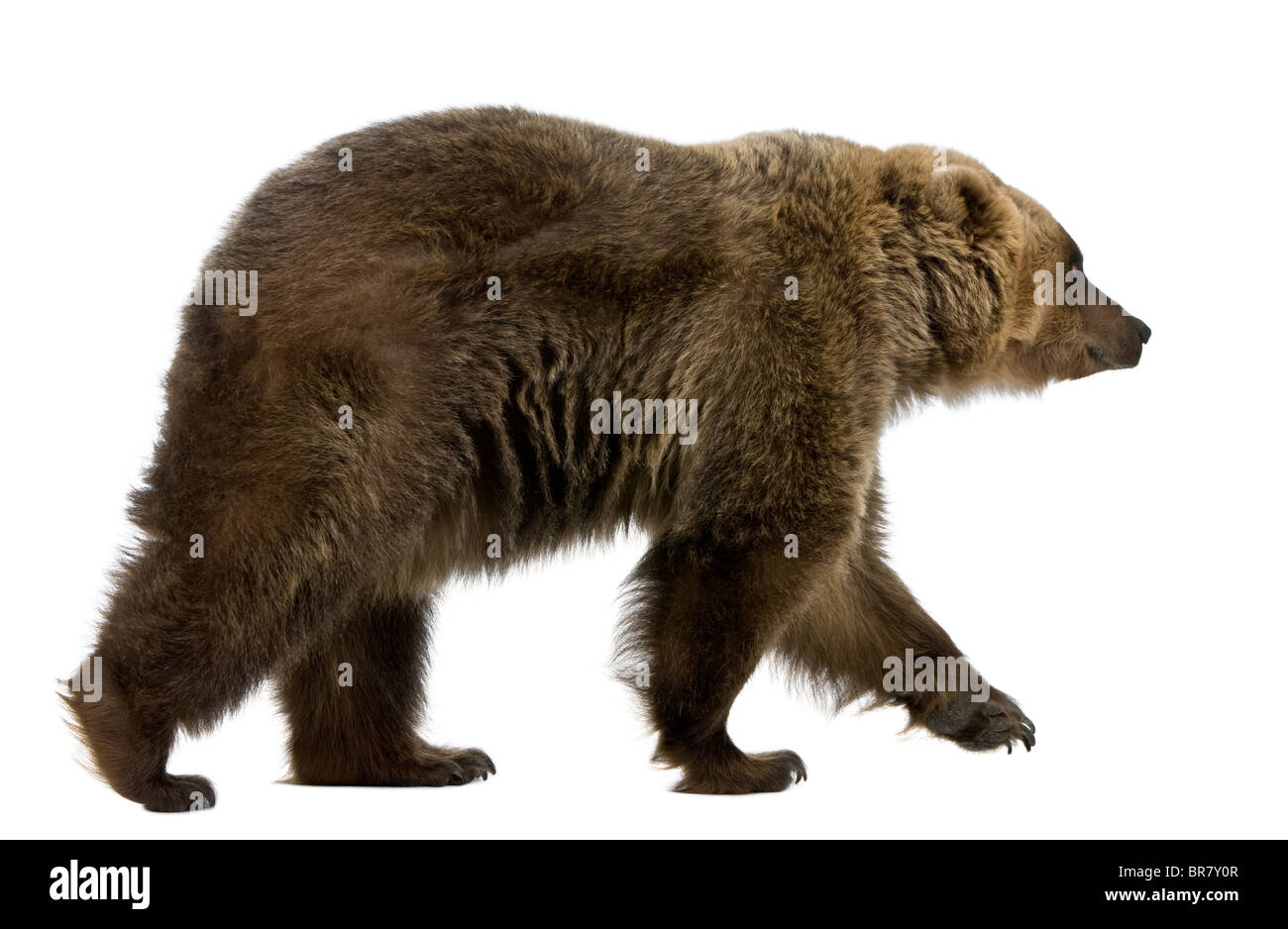 L'ours brun, 8 ans, marche in front of white background Banque D'Images