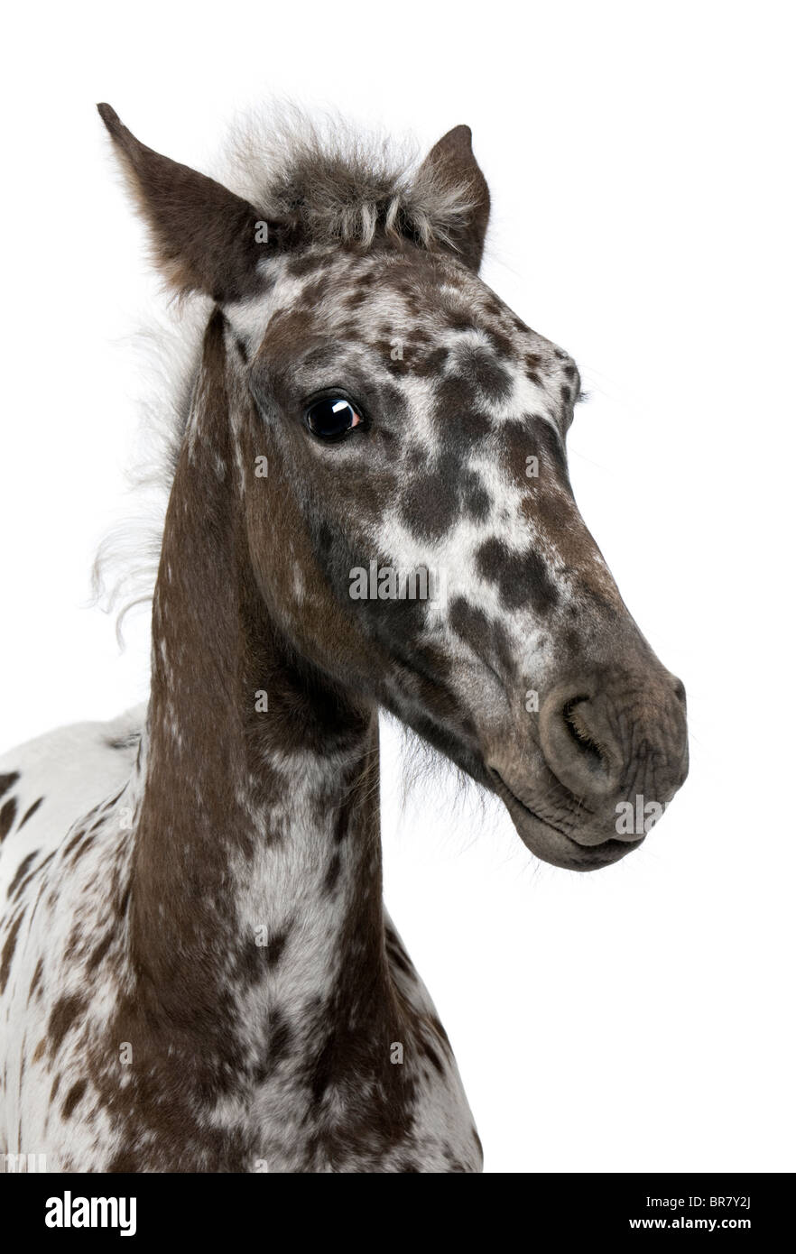 Close-up d'un croisement entre un poulain Appaloosa et un cheval Frison, 3 months old, in front of white background Banque D'Images