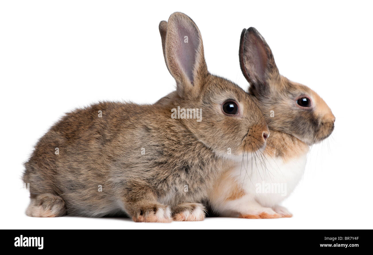 Portrait de lapin européen, Oryctolagus cuniculus, in front of white background Banque D'Images