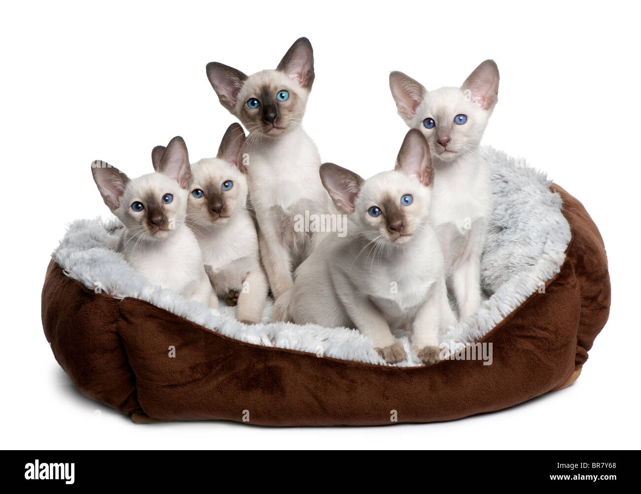 Cinq chatons siamois, 10 semaines old, In cat bed in front of white background Banque D'Images