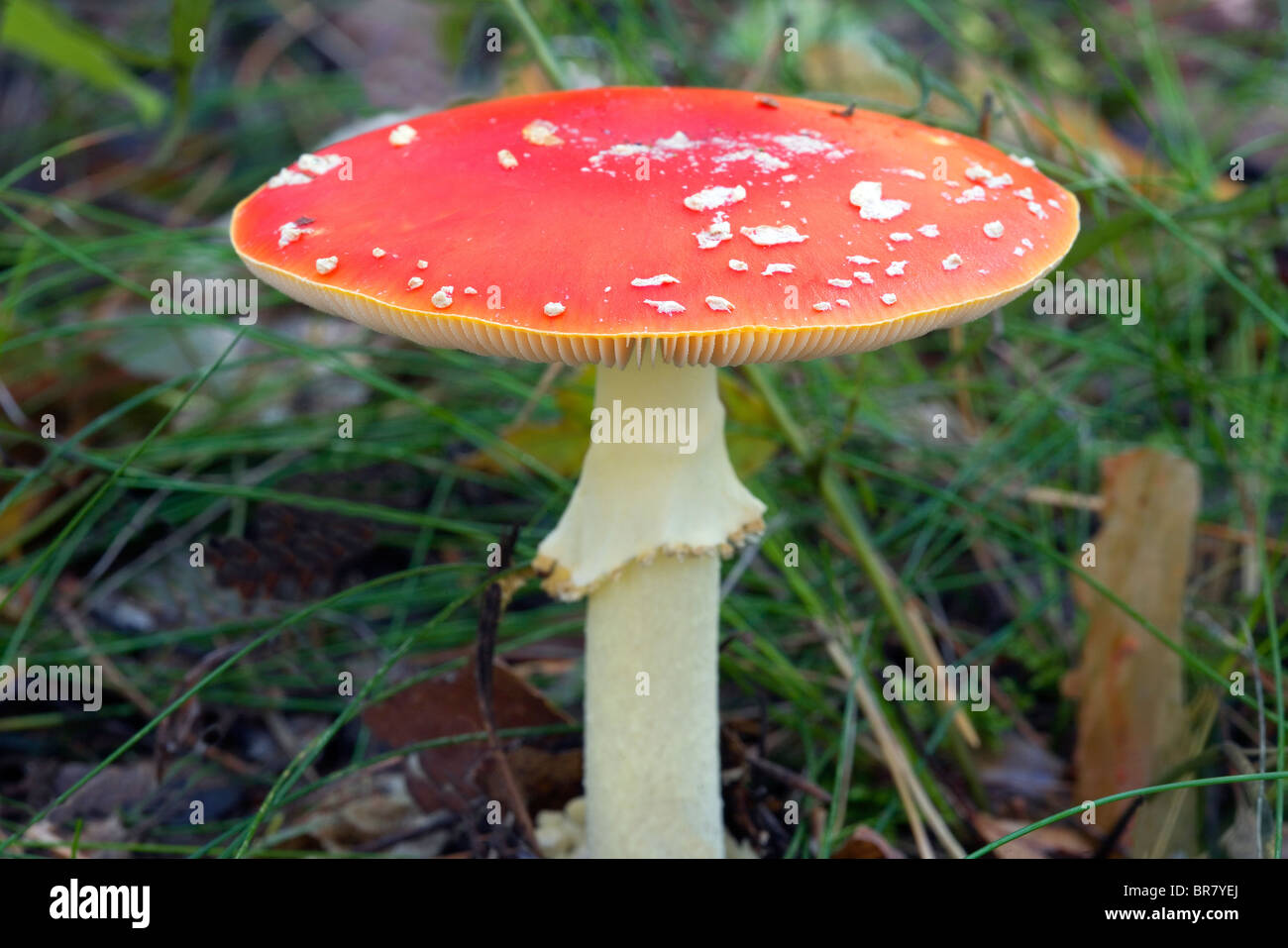 Agaric Fly - Amanita muscaria Banque D'Images