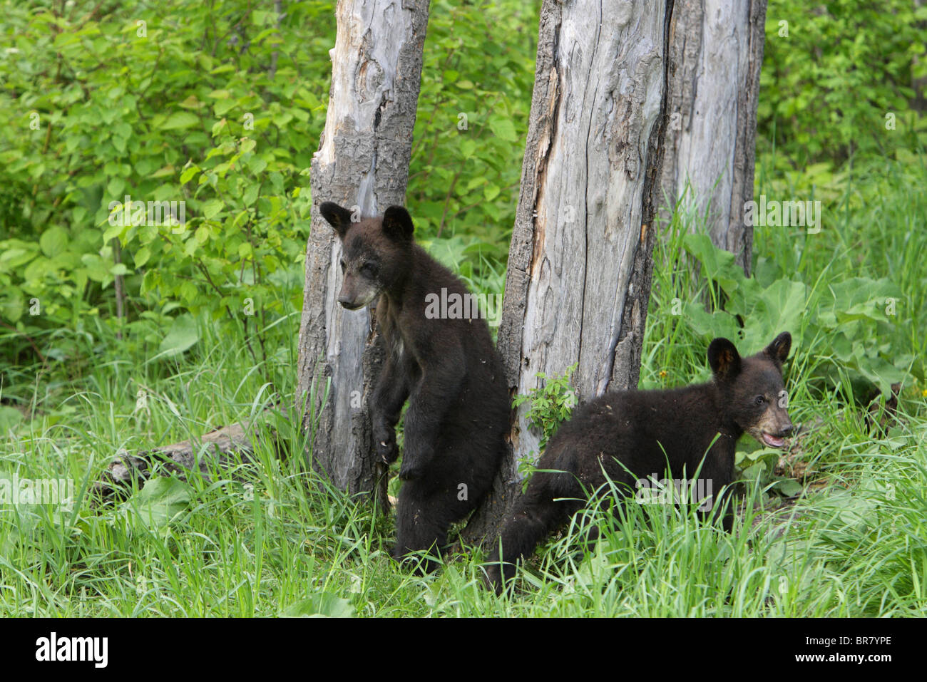 Ours noir Ursus americanus deux petits oursons jouant par un arbre un debout sur ses pattes arrière Banque D'Images Ours noir Ursus americanus deux petits oursons jouant par un arbre un debout sur ses pattes arrière Banque D'Images