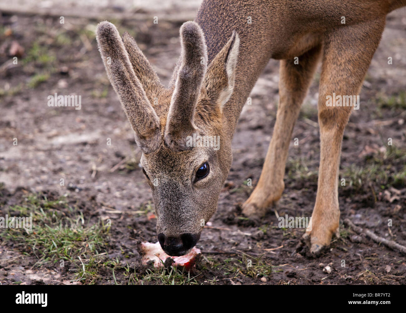 Buck Chevreuil (capreolus capreolus) Banque D'Images