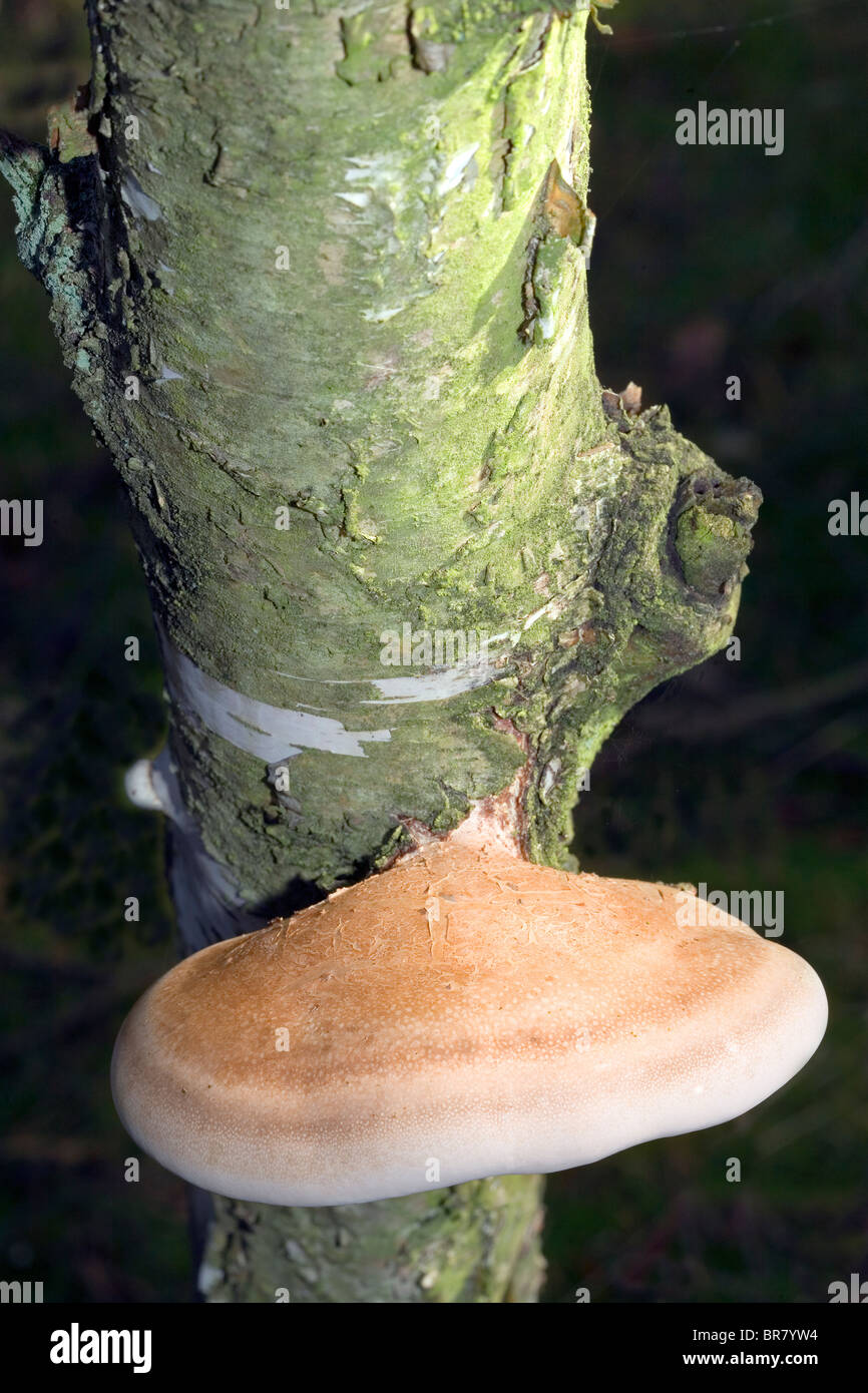 Piptoporus betulinus Polypore du bouleau - Banque D'Images