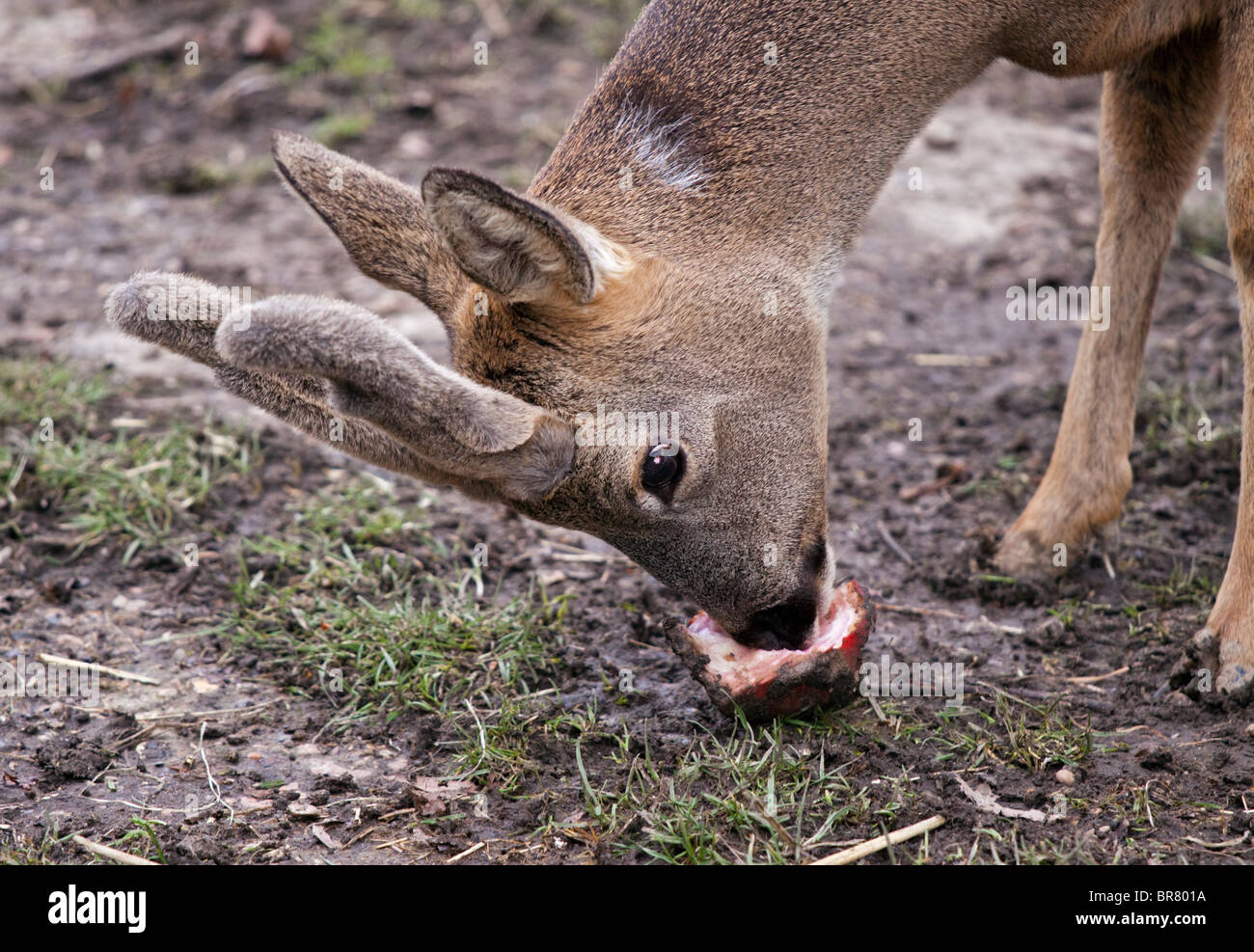 Buck Chevreuil (capreolus capreolus) Banque D'Images