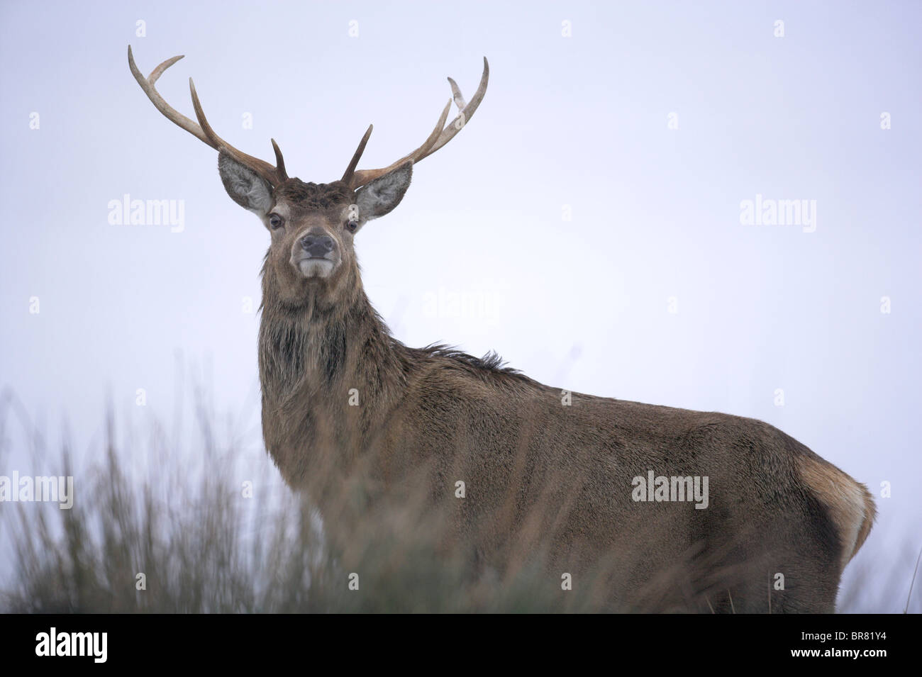 Red Deer (Cervus elaphus, Rannoch Moor en hiver, Ecosse Banque D'Images