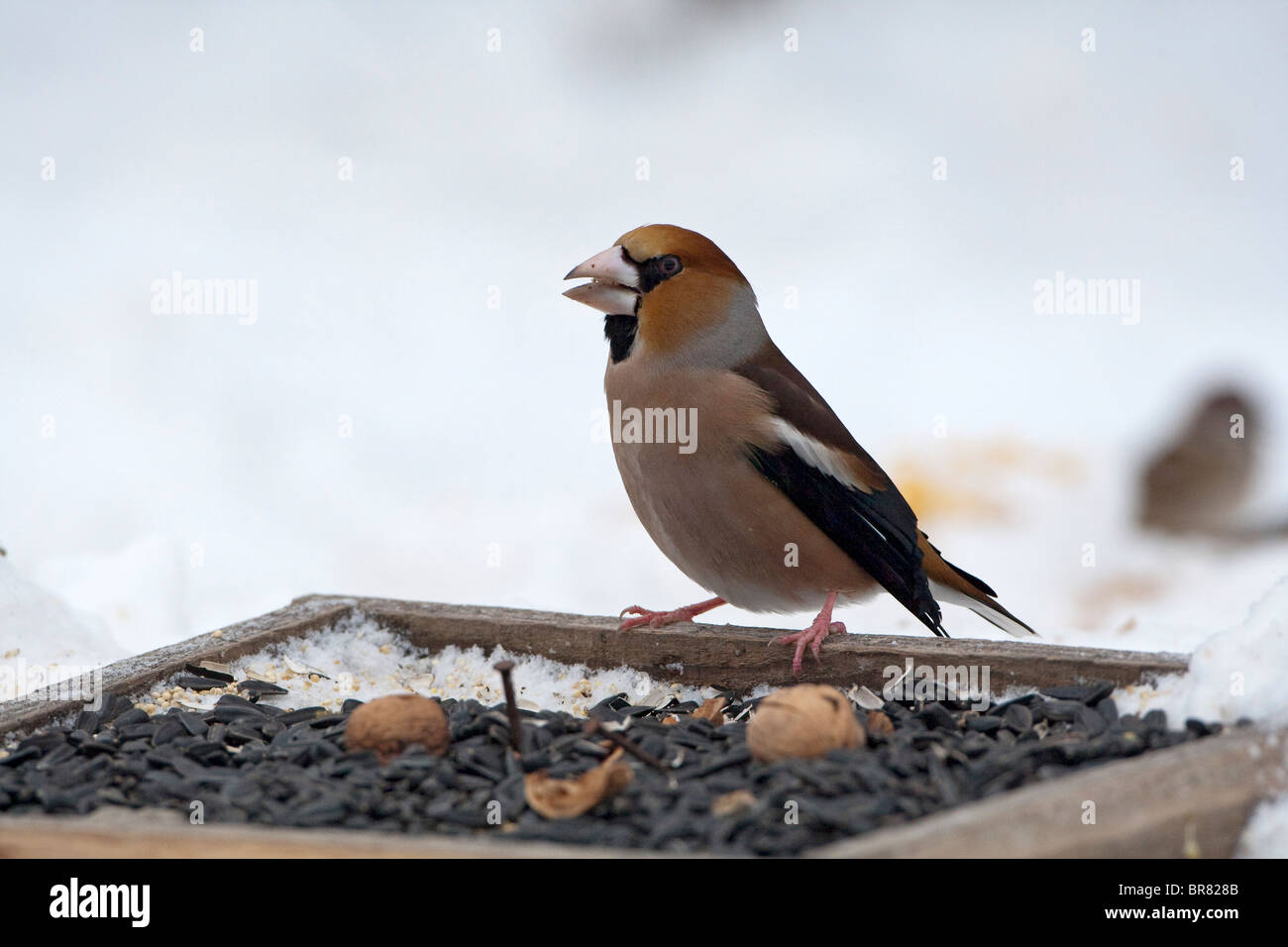 (Coccothraustes coccothraustes Hawfinch) en hiver perché sur une mangeoire pour oiseaux Banque D'Images