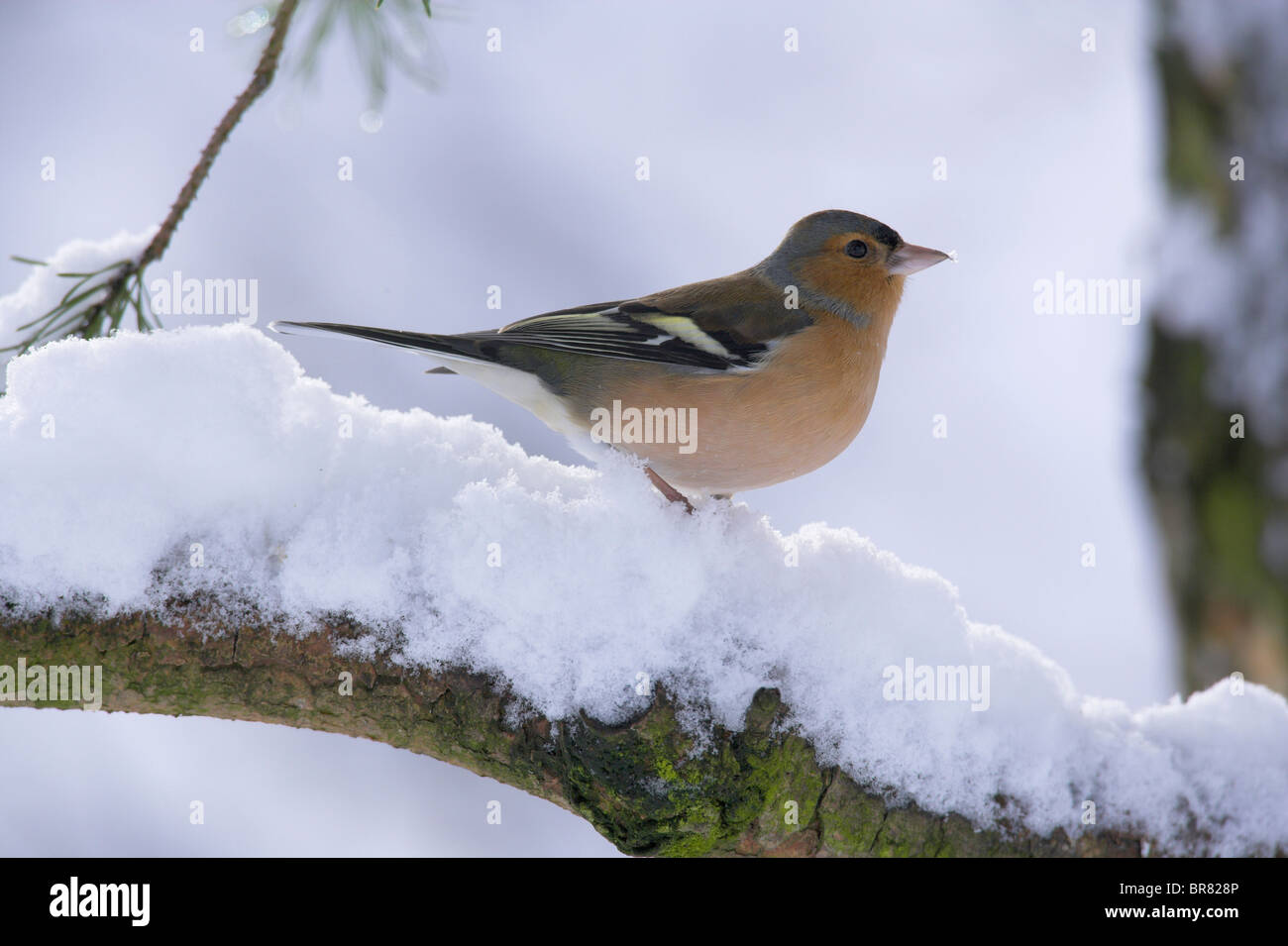 Chaffinch, Fringilla coelebs, dans la neige, Parc national de Cairngorm, l'Ecosse UK Banque D'Images