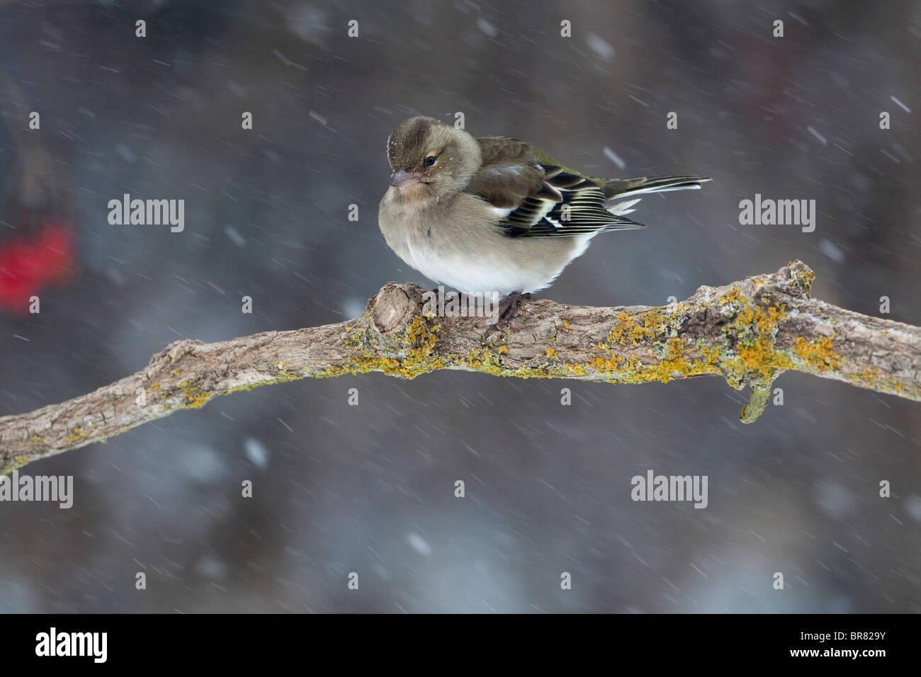 (Femelle) commun (Fringilla coelebs Chaffinch) perché sur une branche en hiver avec la chute de neige Banque D'Images