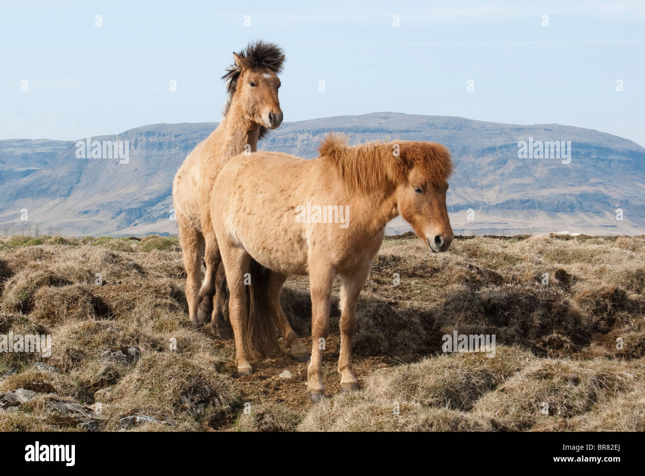 Cheval islandais, Islande Banque D'Images