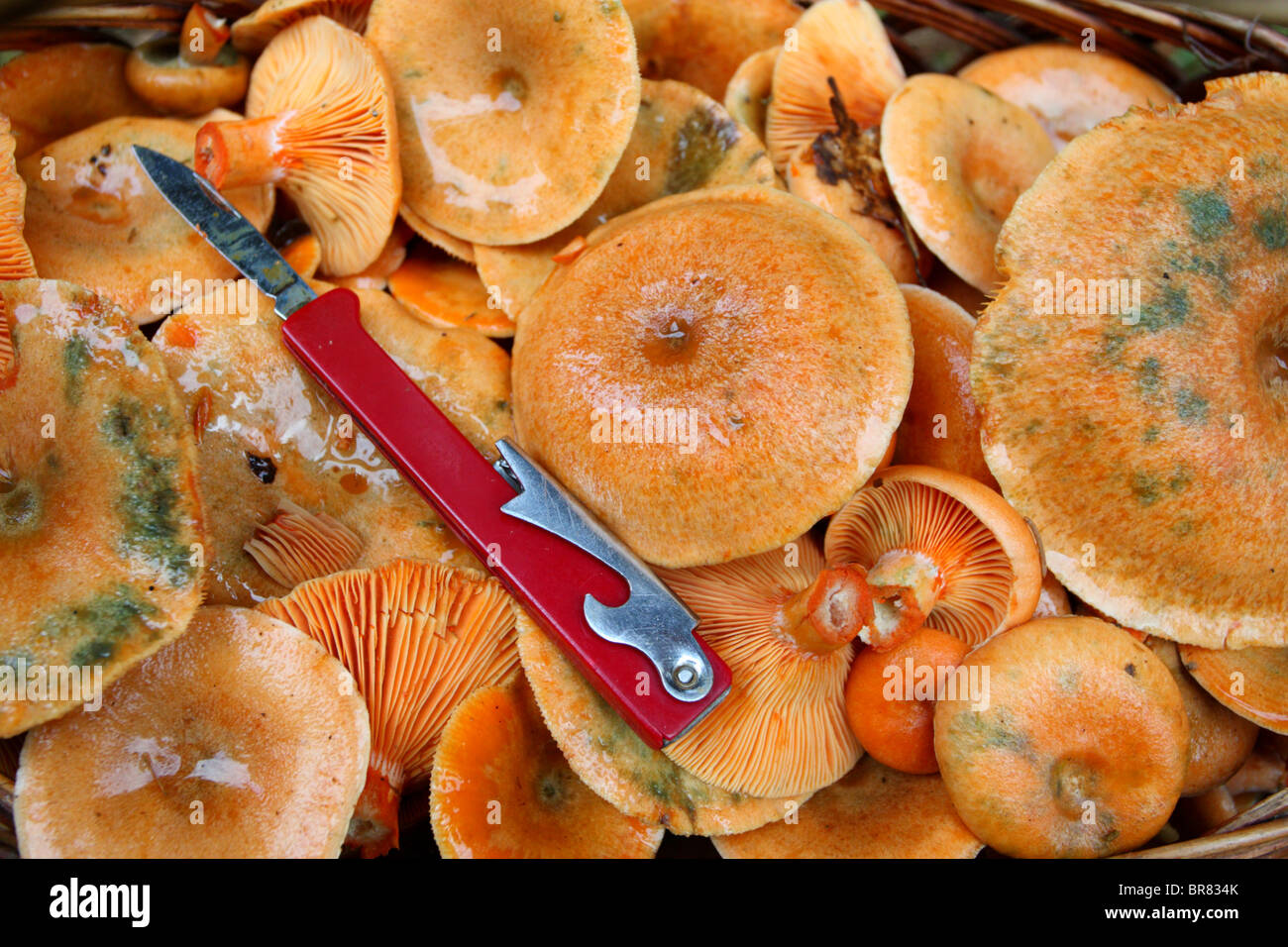 Faux safran milkcaps fraîchement récolté (Lactarius deterrimus) Banque D'Images