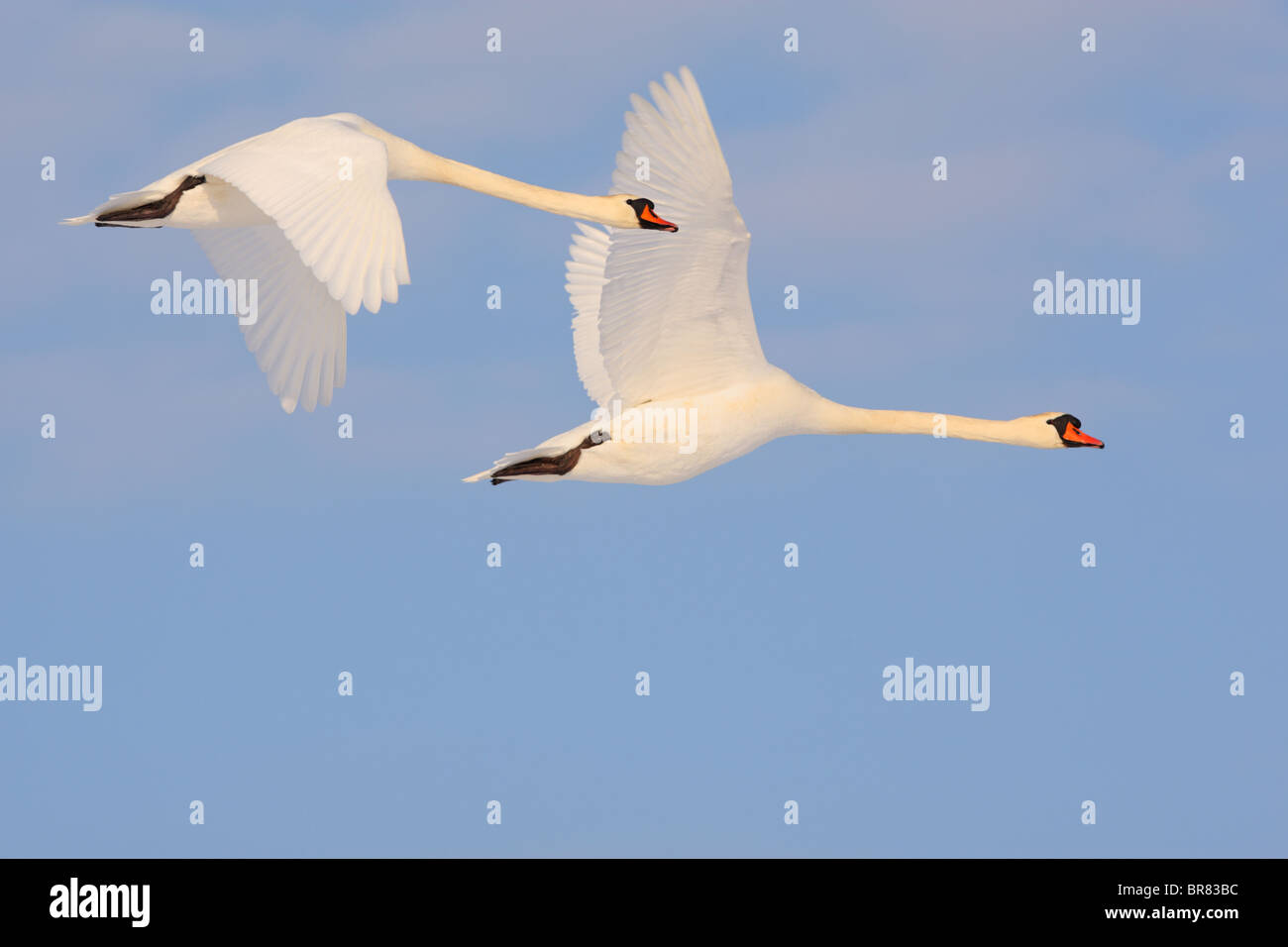 Paire d'Cygne tuberculé (Cygnus olor) flying Banque D'Images