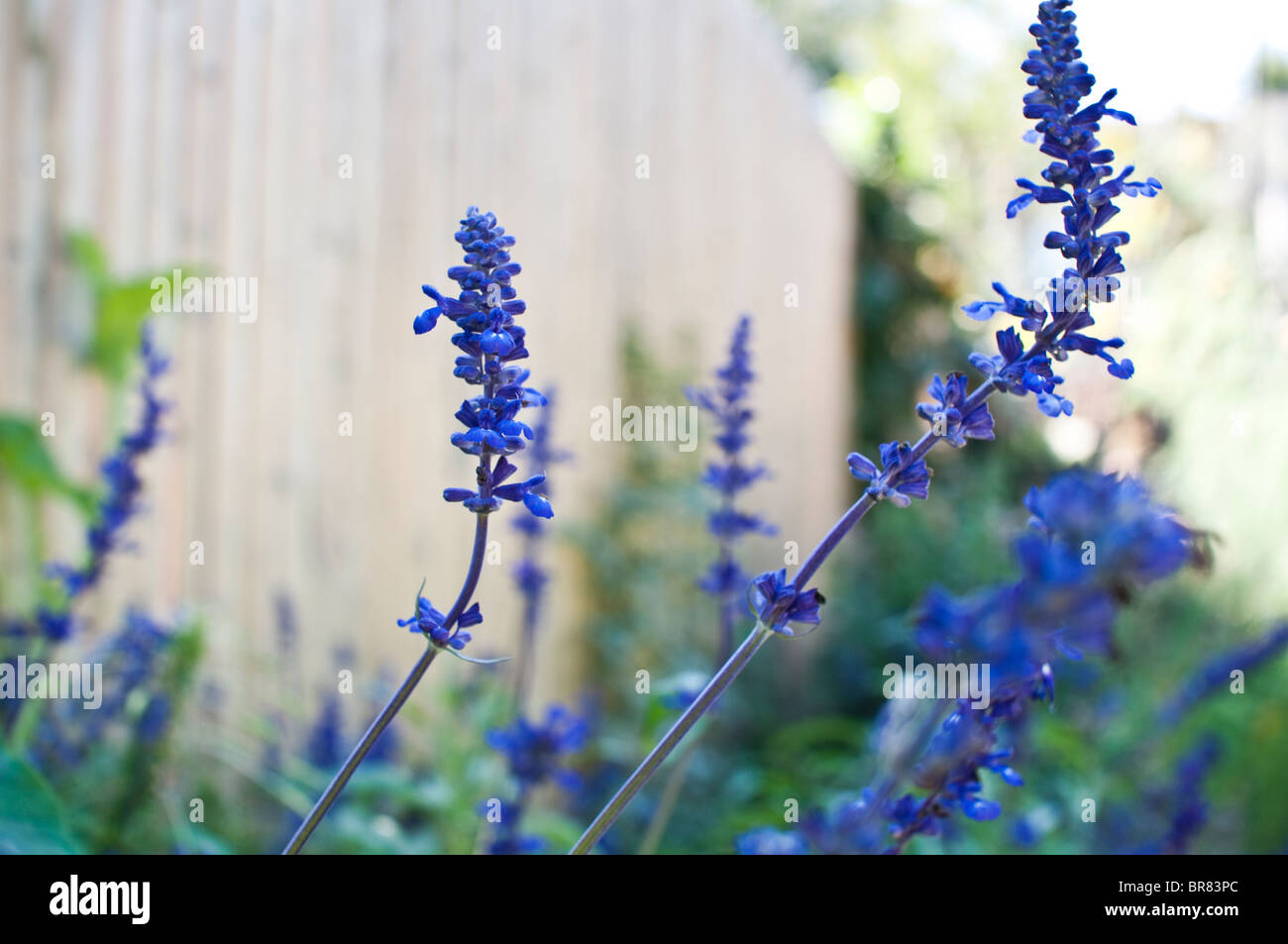 Salvia bleu fleurs le long d'une clôture en Septembre Banque D'Images