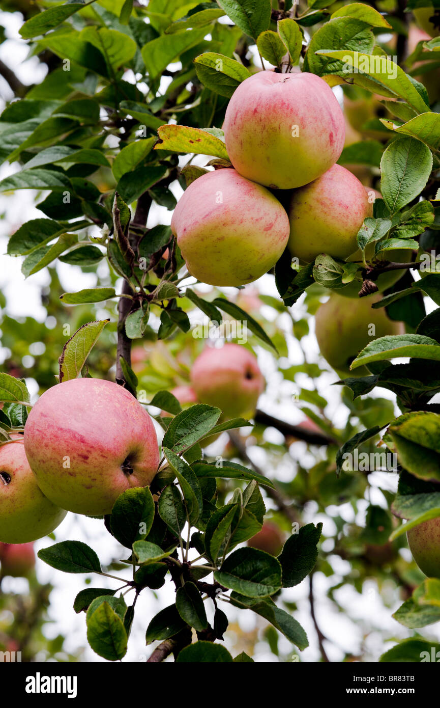 Les pommes à cidre rouge mûr suspendu à un arbre dans un portrait Somerset orchard Banque D'Images