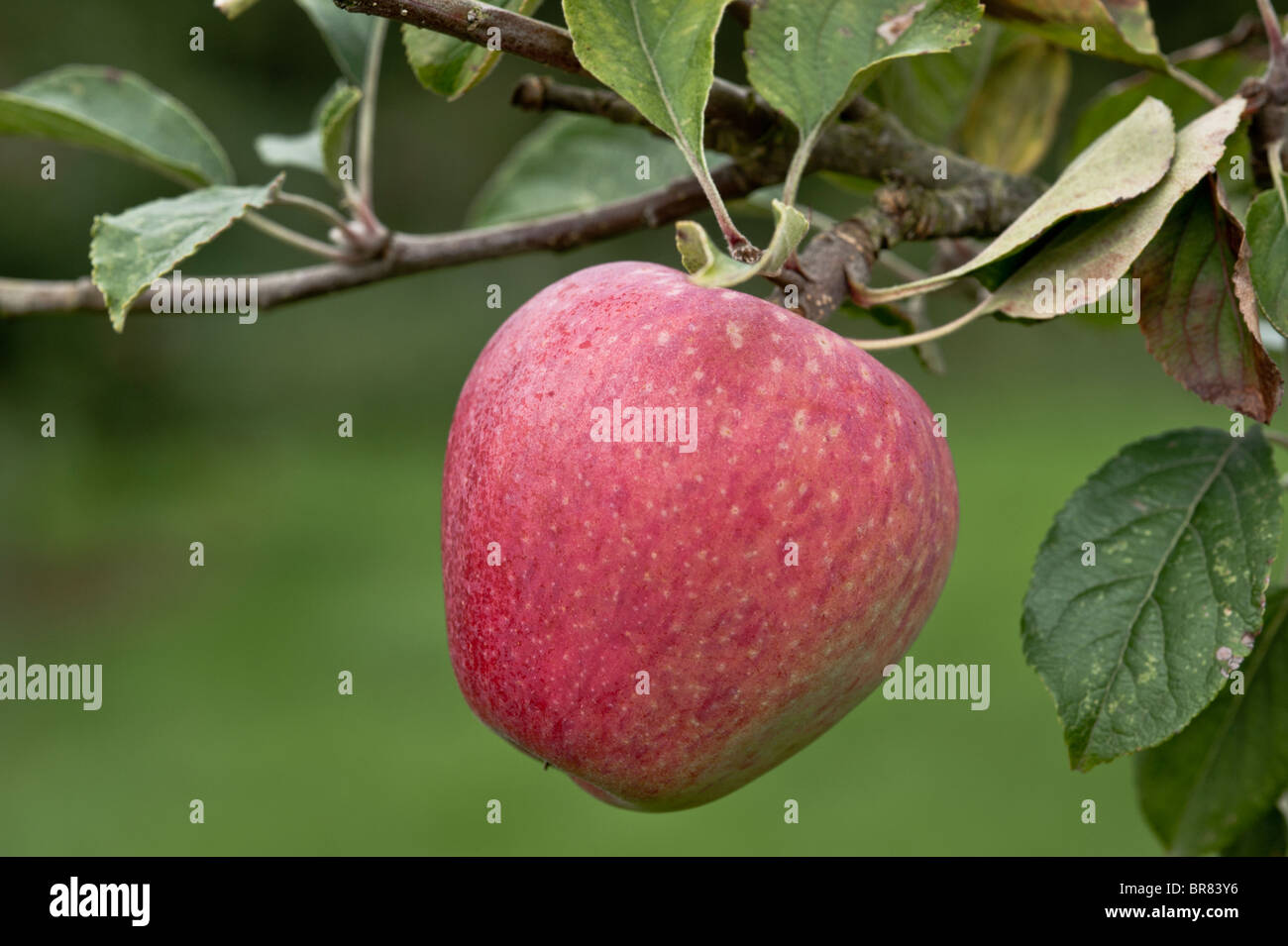 Seul apple cider rouge mûr suspendu à un arbre dans un paysage Somerset orchard Banque D'Images
