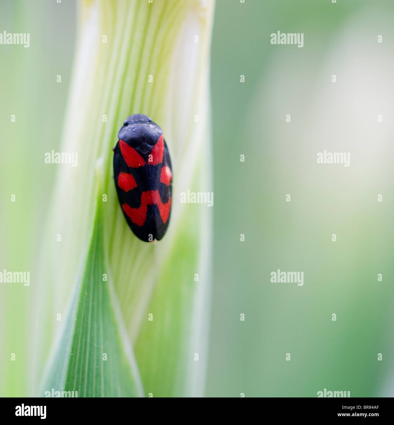 Noir rouge bug Banque D'Images