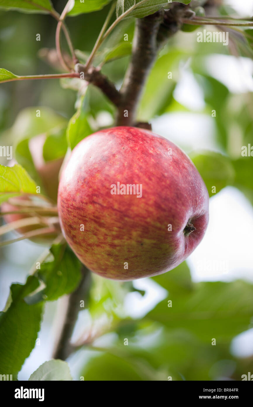L'un rouge mûr apple cider accroché sur un arbre dans un portrait Somerset orchard Banque D'Images