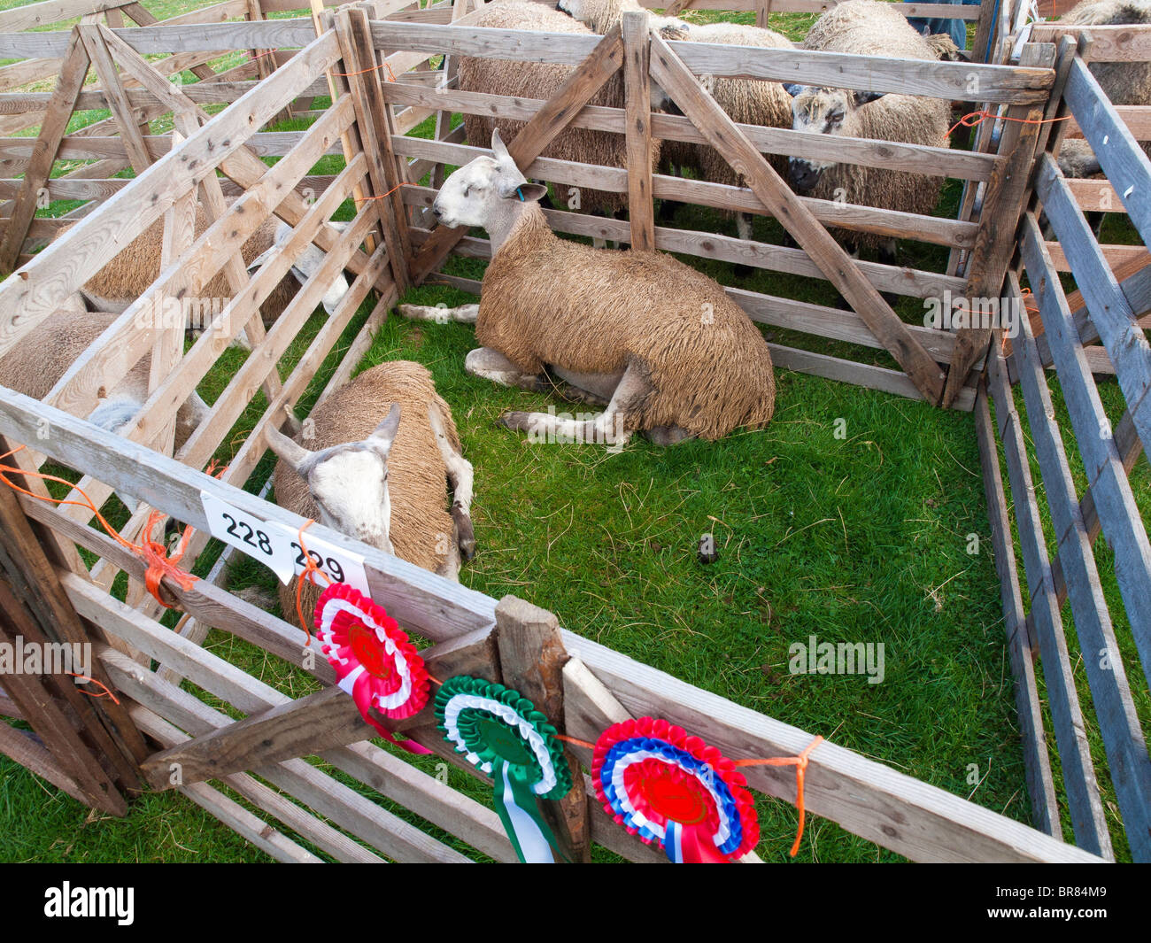 Deux gagnants du prix Blue face Leicester Ram les agneaux à la foire agricole 2010 Shérif devient Banque D'Images