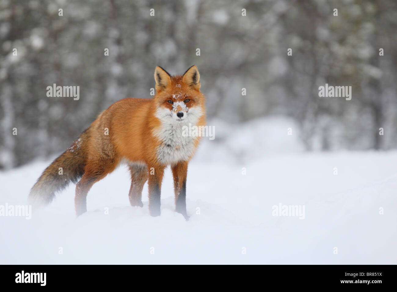 Wild Red Fox (Vulpes vulpes) avec nez de neige. Banque D'Images