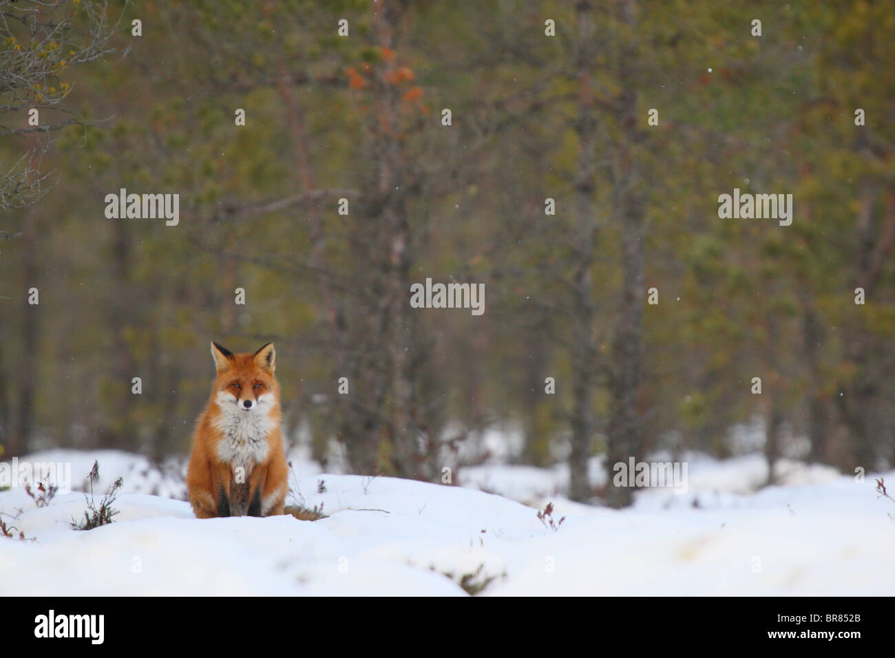 Wild Red Fox (Vulpes vulpes) assis dans la tourbière. Banque D'Images