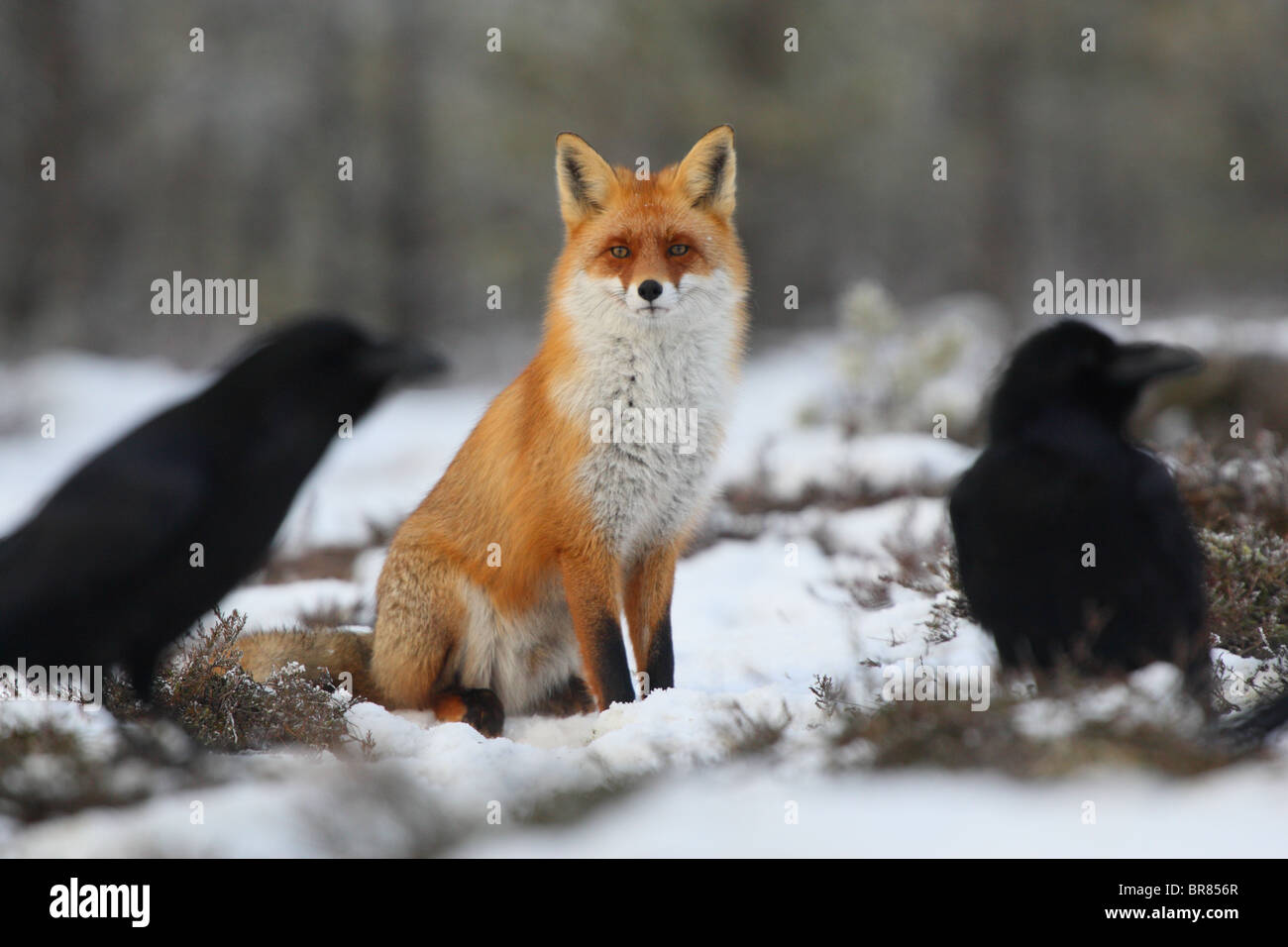 Wild Red Fox (Vulpes vulpes) entre les corbeaux. Banque D'Images