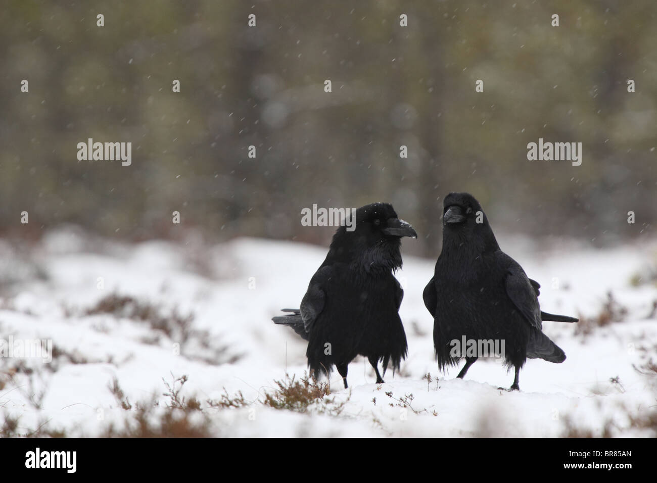 Une cour du corbeau (Corvus corax) dans la neige. La saison des amours. Banque D'Images