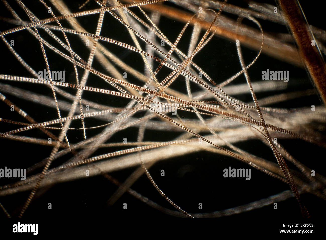 Darkfield photomicrographie, poils de souris domestique (Mus musculus) Banque D'Images